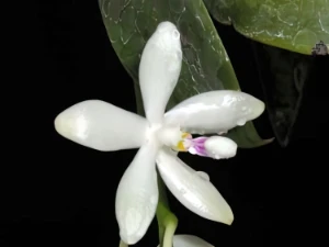 Bild von Phalaenopsis tetraspis 1